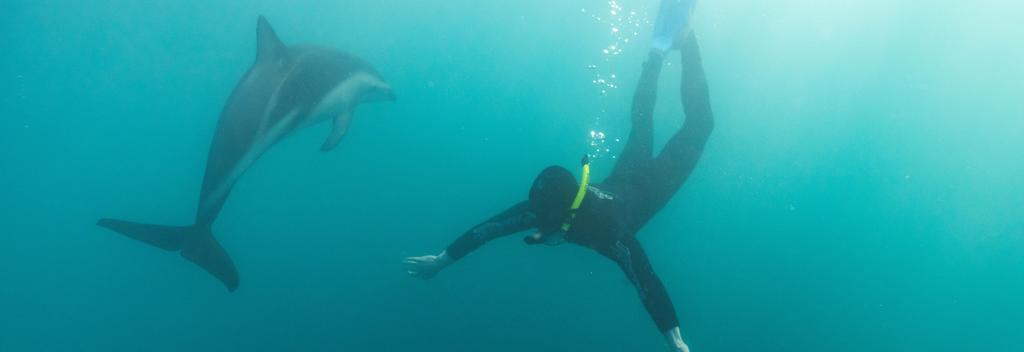 Dolphin encounter at Kaikōura