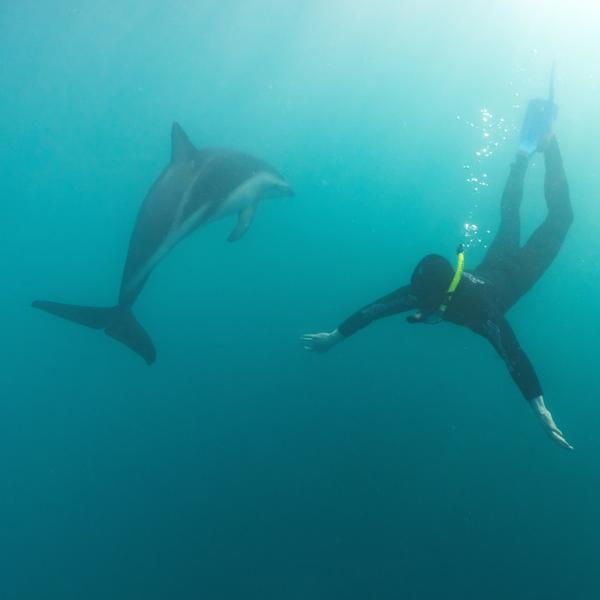 Dolphin encounter at Kaikōura