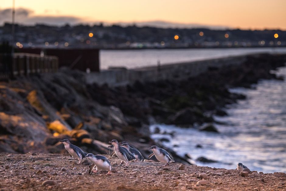 Penguins at Oamaru