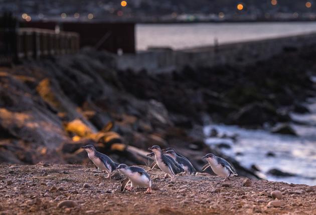 Neuseeland beheimatet drei Arten, dieser liebenswerten, flugunfähigen Seevögel, die sowohl an Land als auch im Meer zu Hause sind.