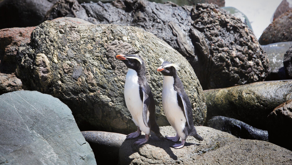 Fiordland Crest Penguins at Long Reef