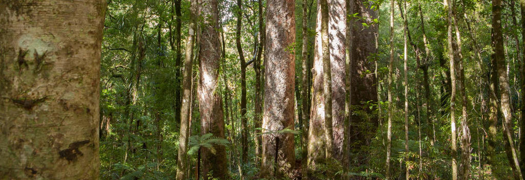 Waipoua Forest Giant Kauri
