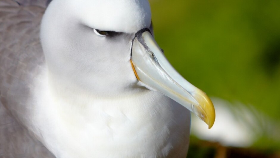 Shy Albatross at the Auckland Islands