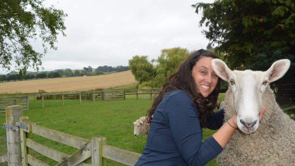 Our heritage sheep have heaps of personality and love a good scratch.