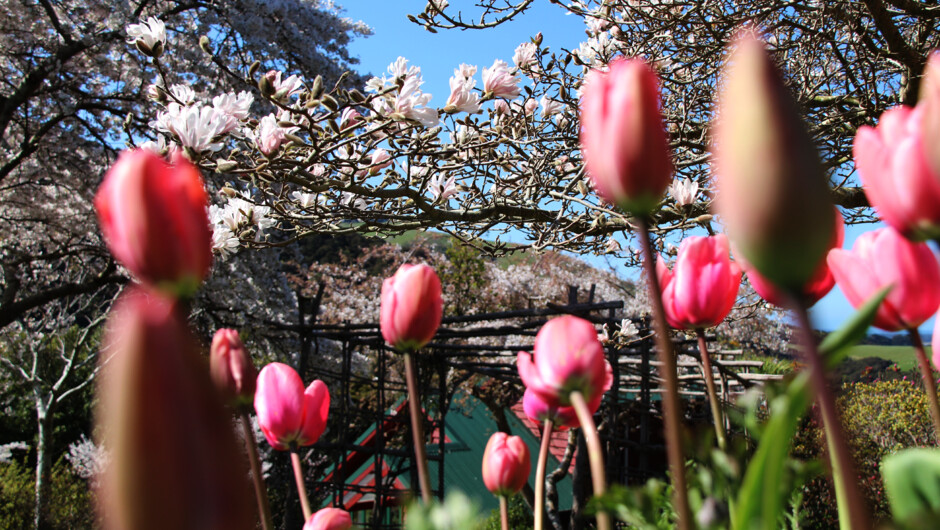 Spring Garden at Hereweka Garden Retreat