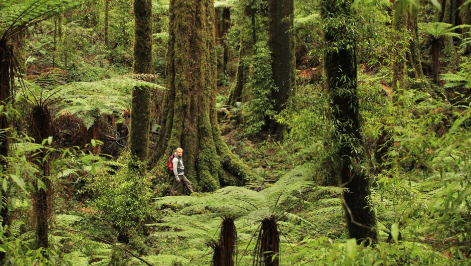 Experience NZ's finest forest with Foris Eco-tours.