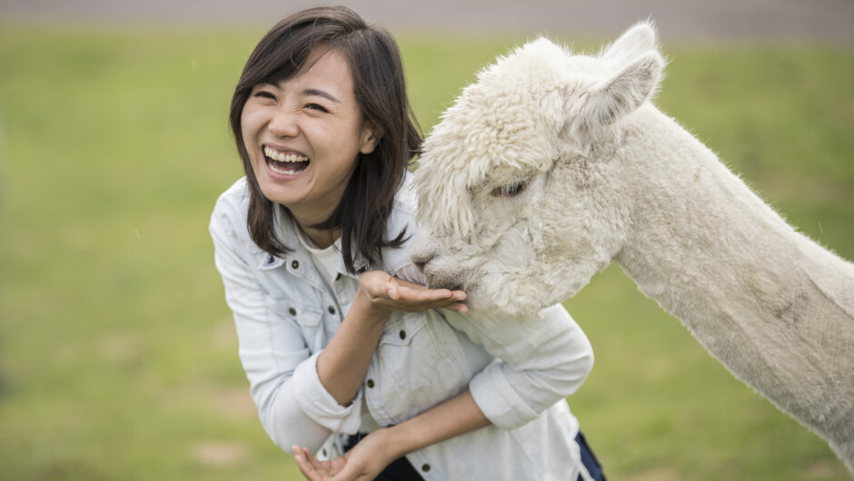 Meet farm animals and watch a sheep shearing show at Rotorua's Agrodome