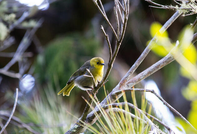 Stewart Island is a bird watcher's paradise, teeming with many of New Zealand's native and endangered species - including the kiwi, which outnumber humans.