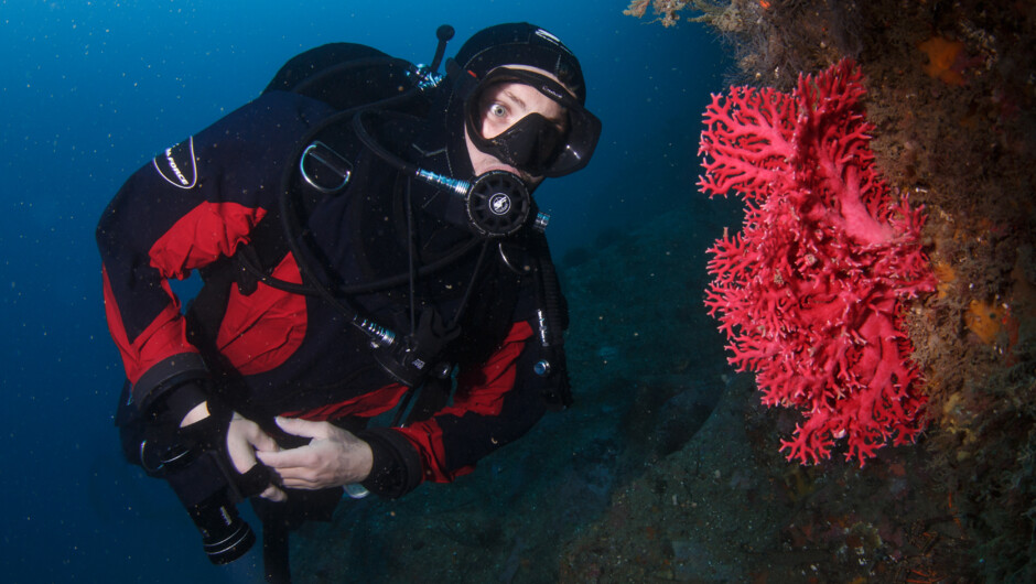 Red coral, a protected species, these hydrocorals normally grow only in the deep ocean but can be seen from about 18 meters onwards in Milford Sound.