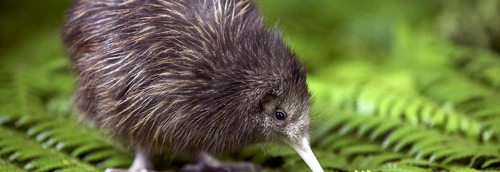 See New Zealand's Unique Wildlife