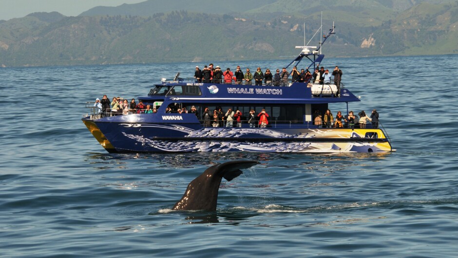 Hassle-free Tours Jet Boat on Alpine Safari