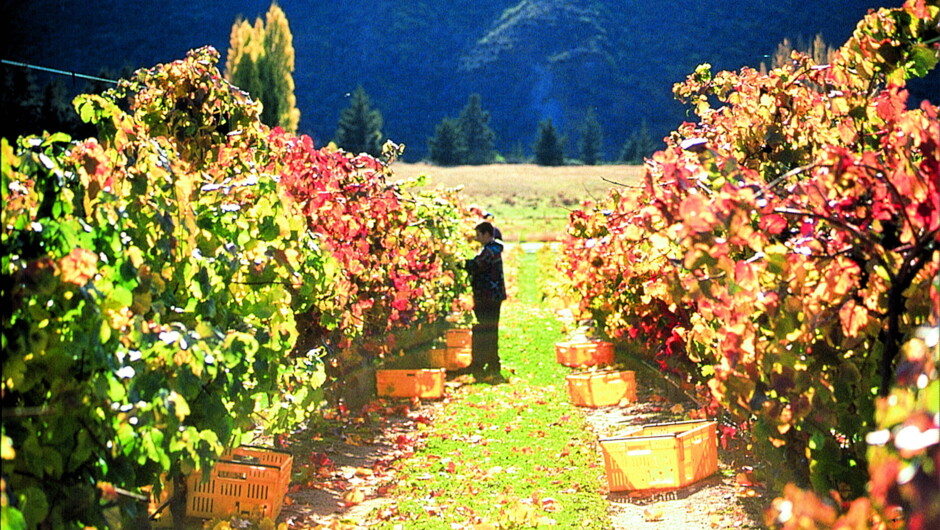 Vineyard harvest