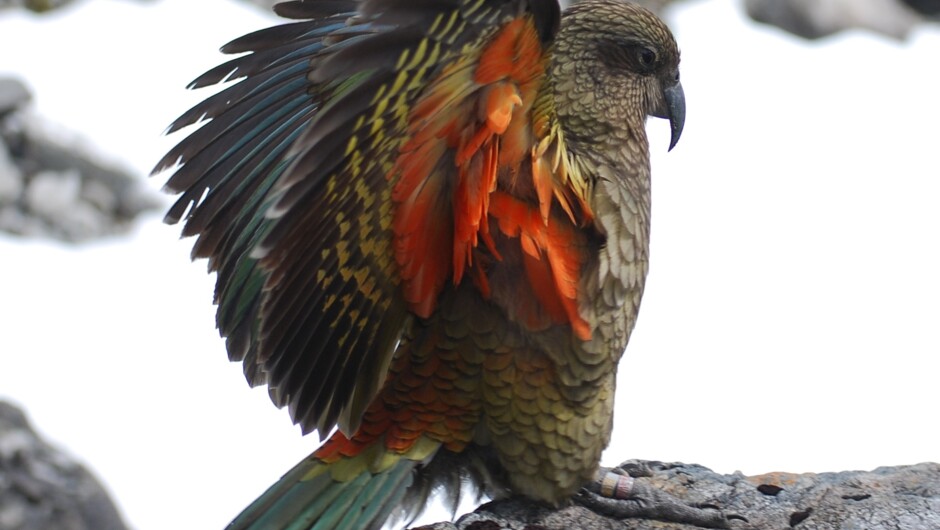 Kea on Display