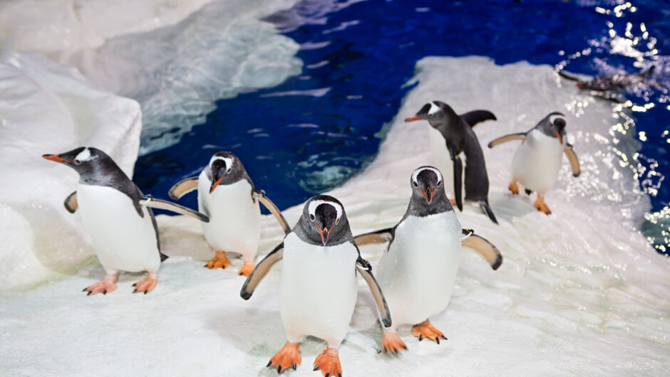 Gentoo Penguins