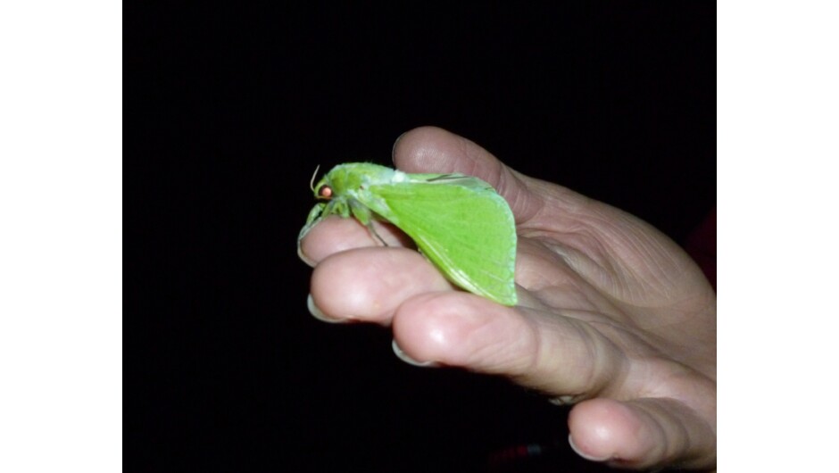 The beautiful puriri moth is New Zealand's largest moth.