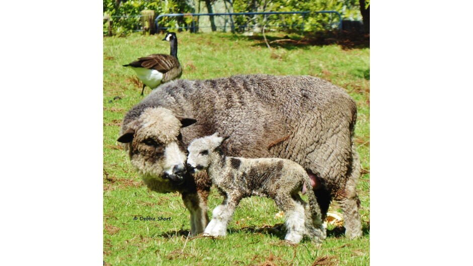 Mount Tutu Sheep with lamb