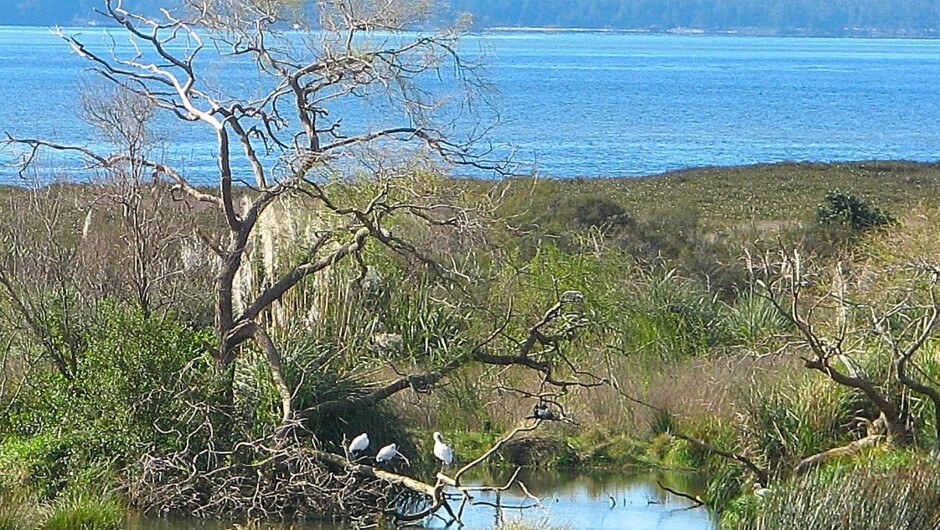 Katikati Bird Gardens