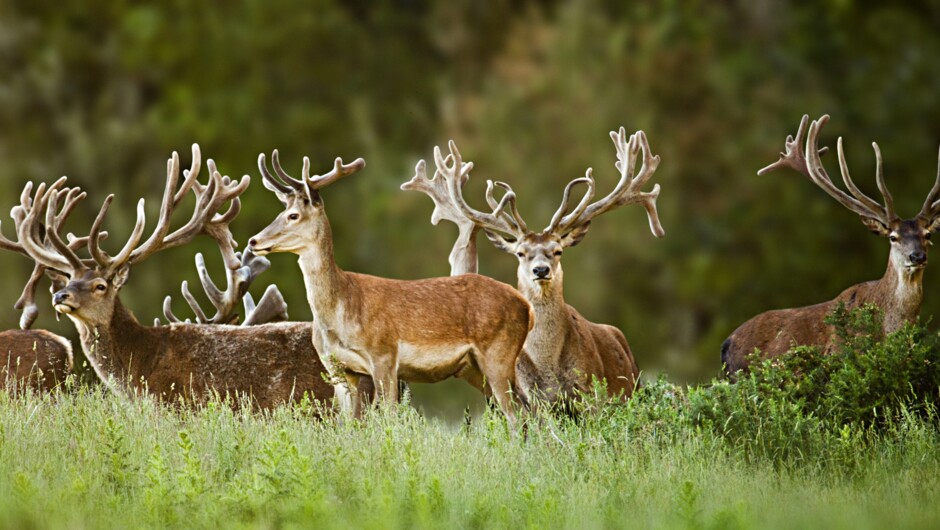 Treetops Lodge & Estate - Signature Experience - 4WD Safari - Deer Herd