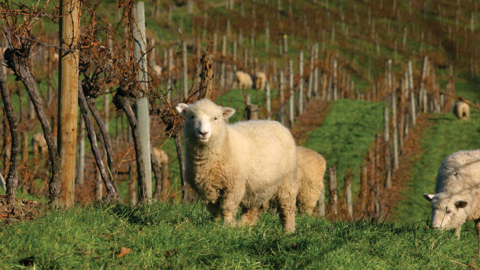 Seifried sheep in the vineyard