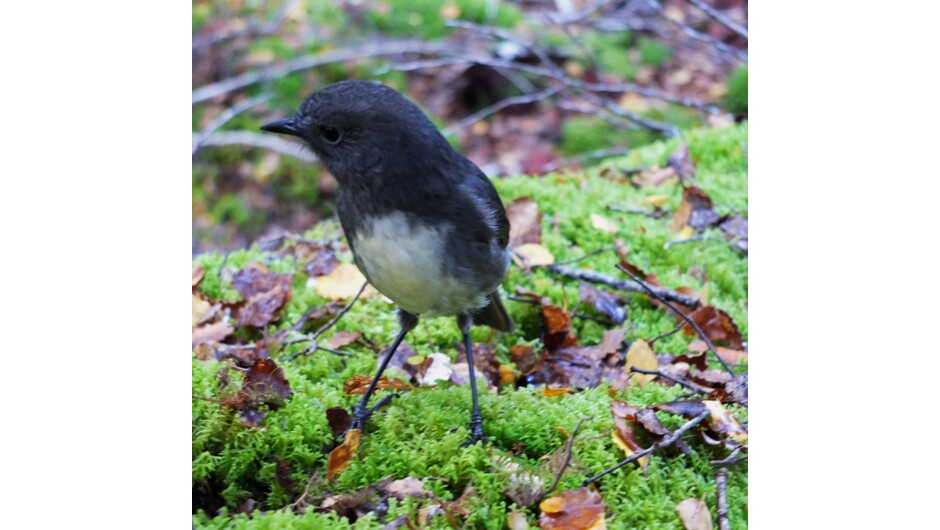 New Zealand Robin