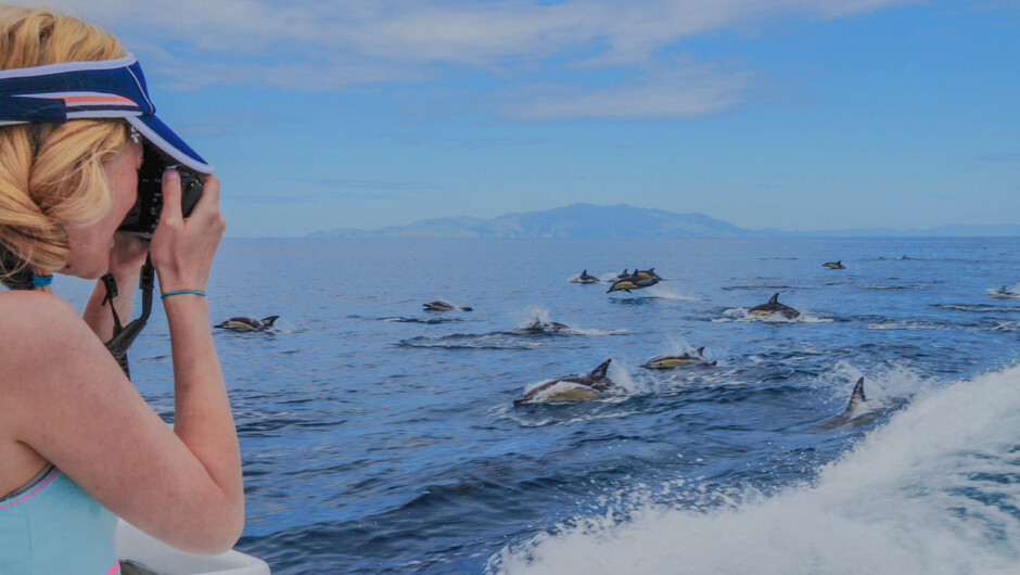 The Hauraki Gulf is absolute paradise for Common Dolphins, which we see on over 90% of trips! These friendly guys are capable of traveling at over 30km/h and like to approach our vessel in large schools to ride in the bow wave – all of which make for some