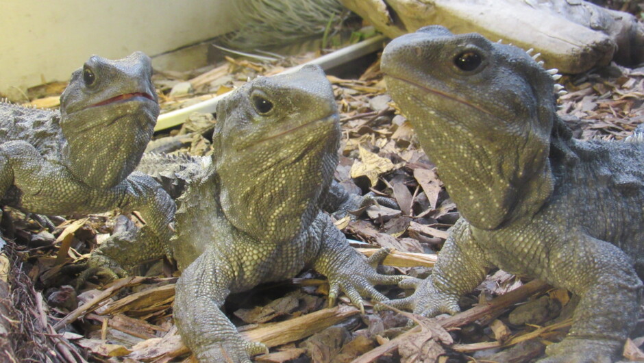 Cook Strait Tuatara