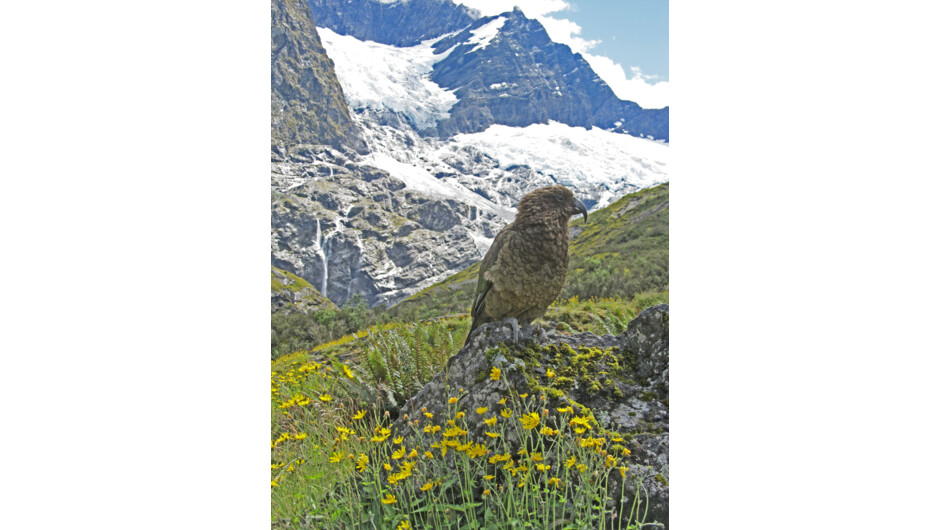 Often we will see the some cheeky Kea - the world's only alpine parrot.
