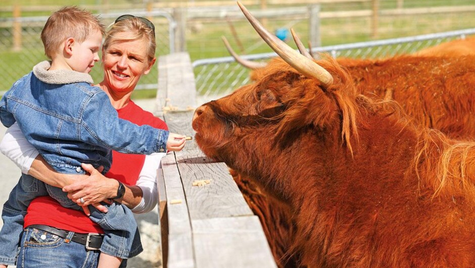 Walter Peak High Country Farm & BBQ Lunch - Real Journeys