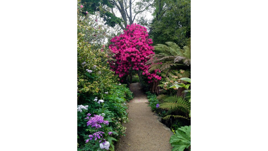 Glenfalloch is famous for its beautiful Rhododendrons