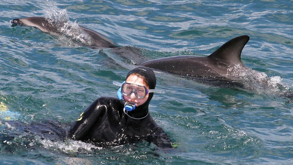 Dolphin swimming, Kaikoura New Zealand.