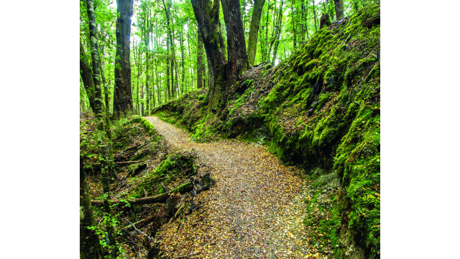 Beech Forest walk