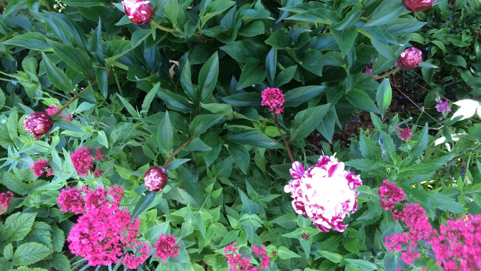 Beautiful Peonies