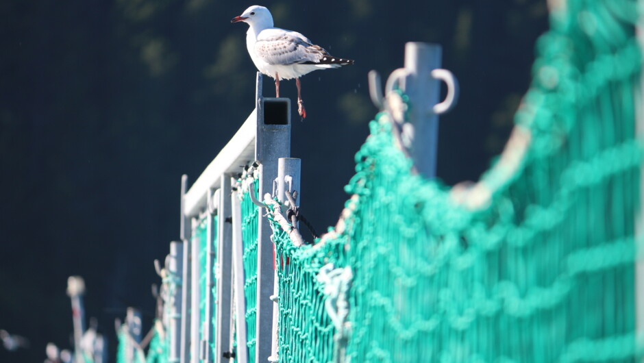 New Zealand King Salmon farm, Marlborough Sounds