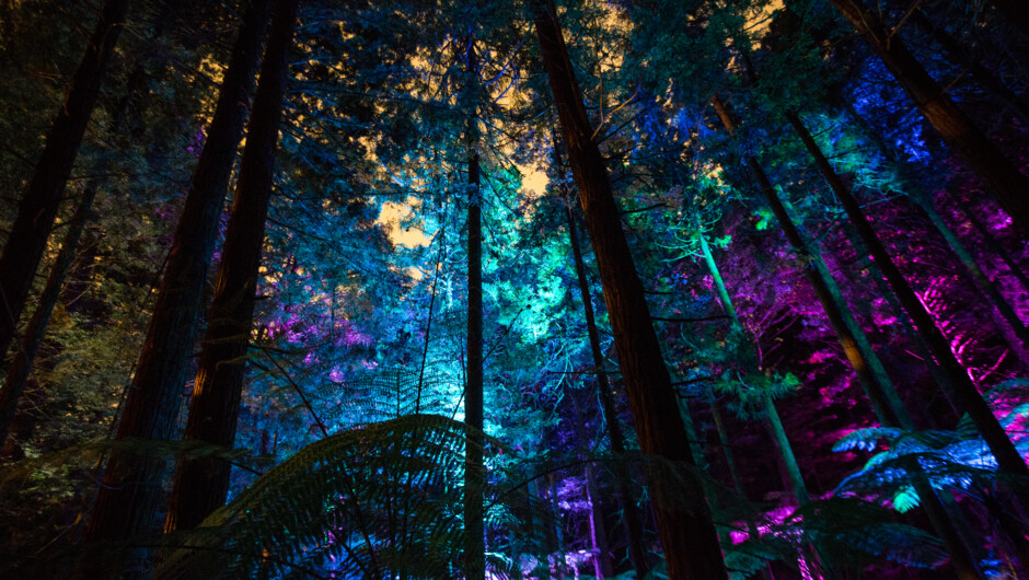 Redwoods Nightlights