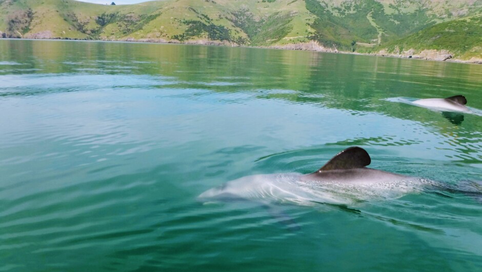 NZ Hector dolphins visiting us