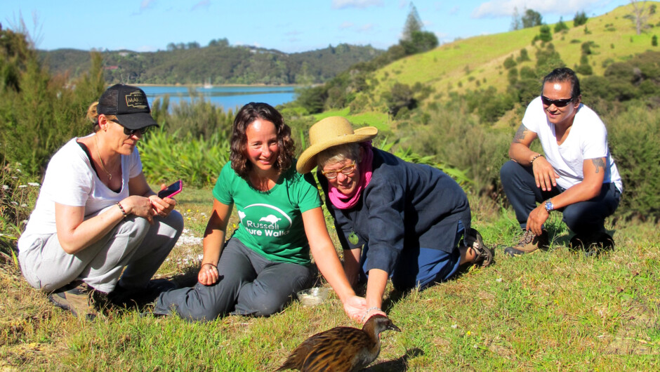 Get close to our rare Weka.