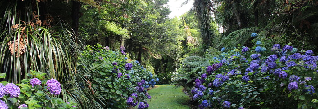 Stunning hydrangeas