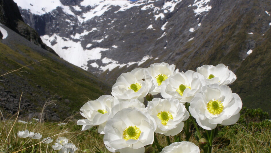 Mountcook Lily