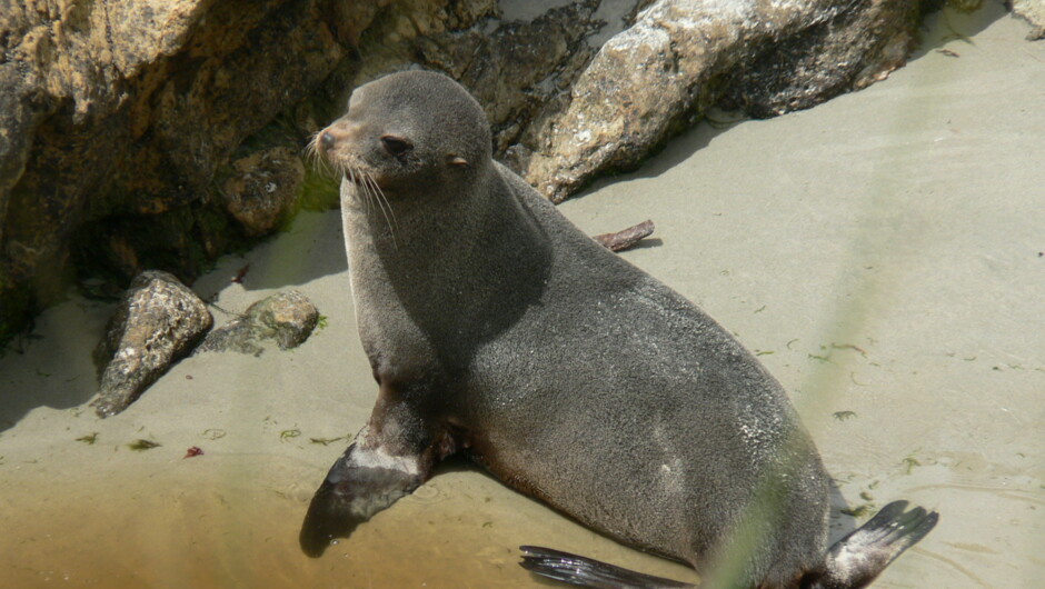 Peninsula Otago