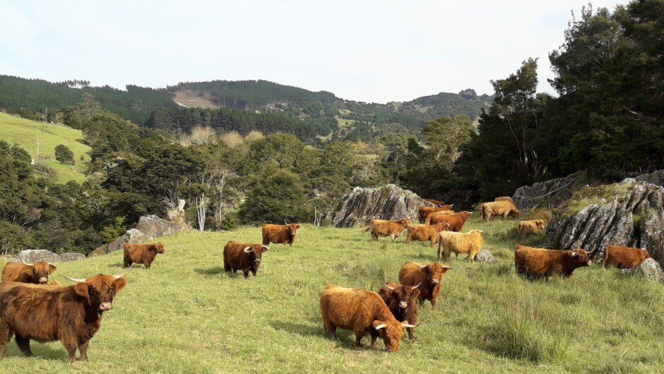 Highland Cattle at Wairere Boulders