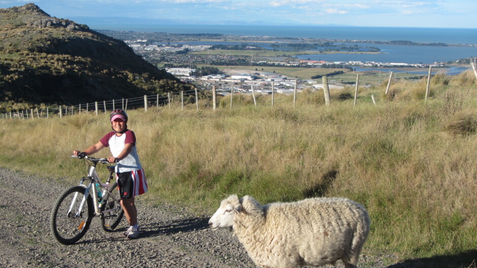 Christchurch City Sights from the Port Hills