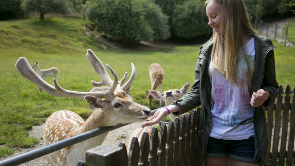 Hand feeding Deer