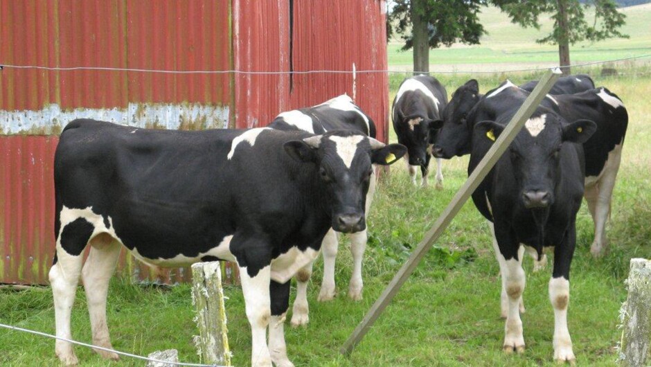 勒德洛农场的牛群