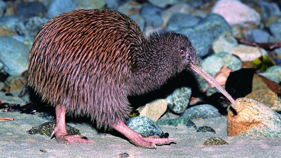 Stewart Island Kiwi forage from sea level to alpine tops for a variety of foods, but especially worms.