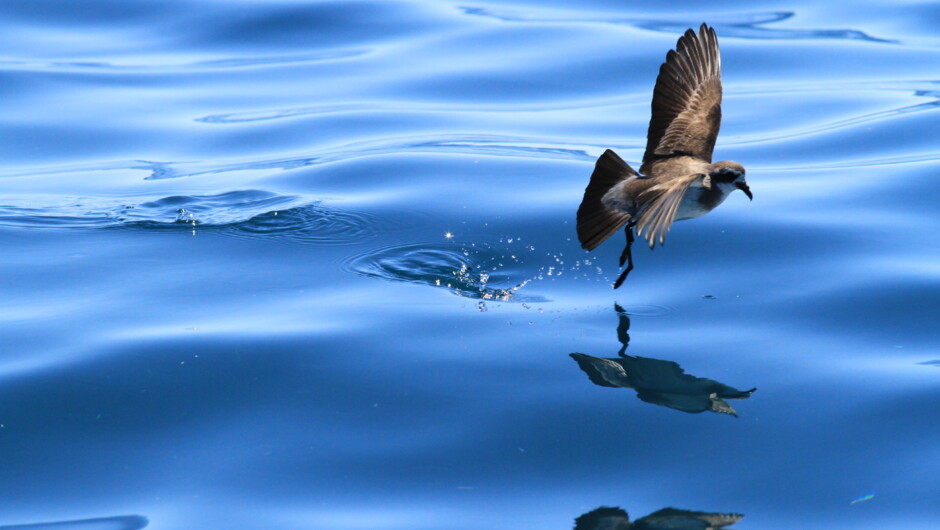 White Faced Storm Petrel with Foris Eco-tours