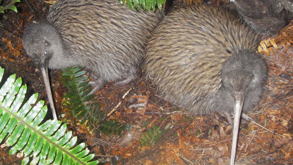 Wild Kiwi Encounter - Stewart Island