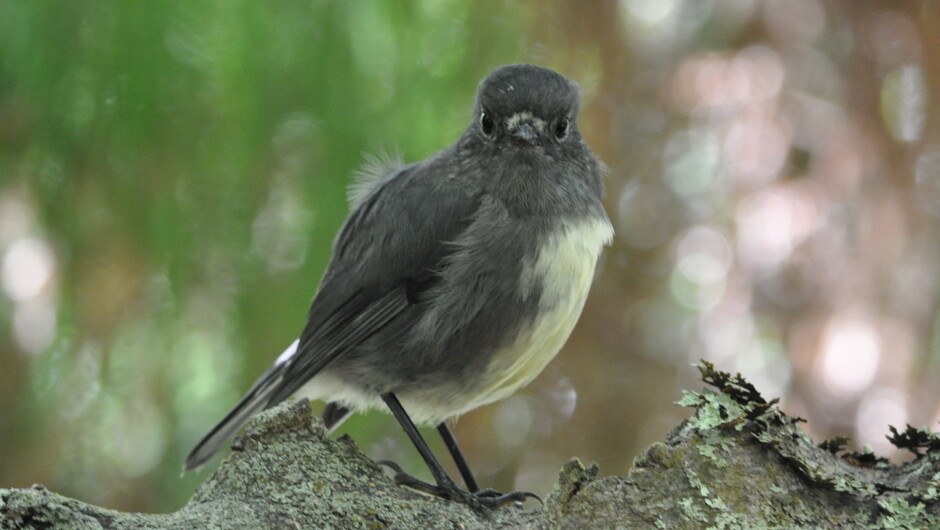 Stewart Island Robin