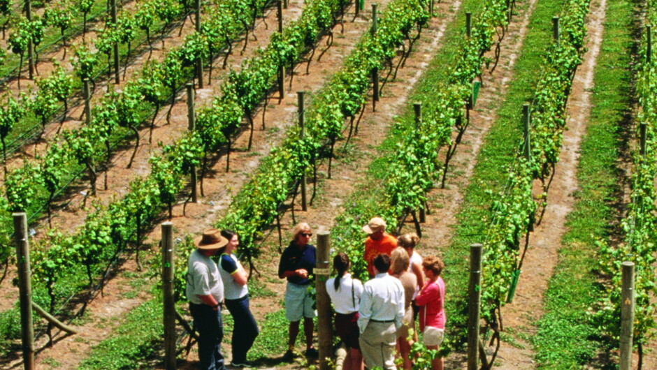 Vineyard Tour