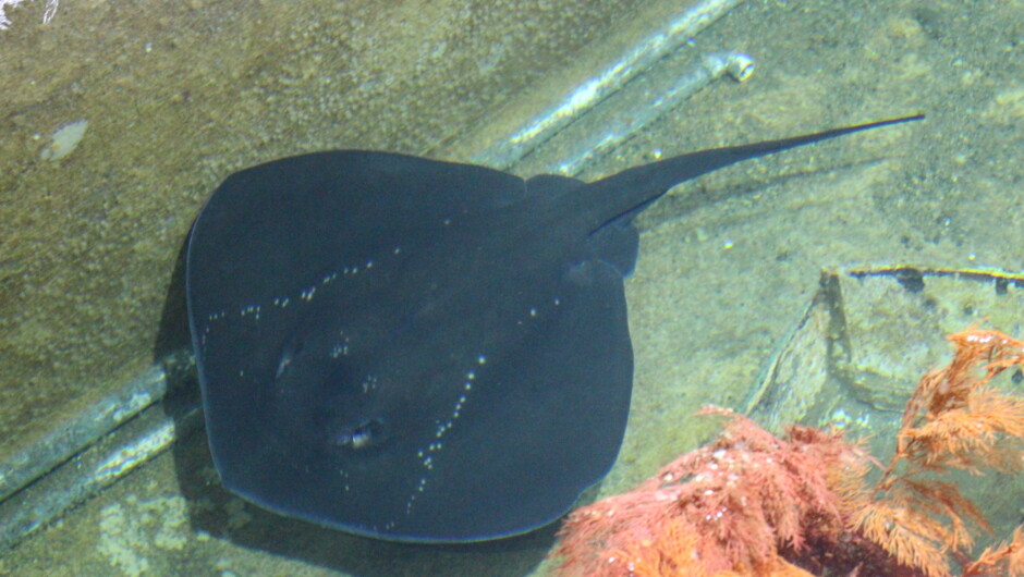 Stingray