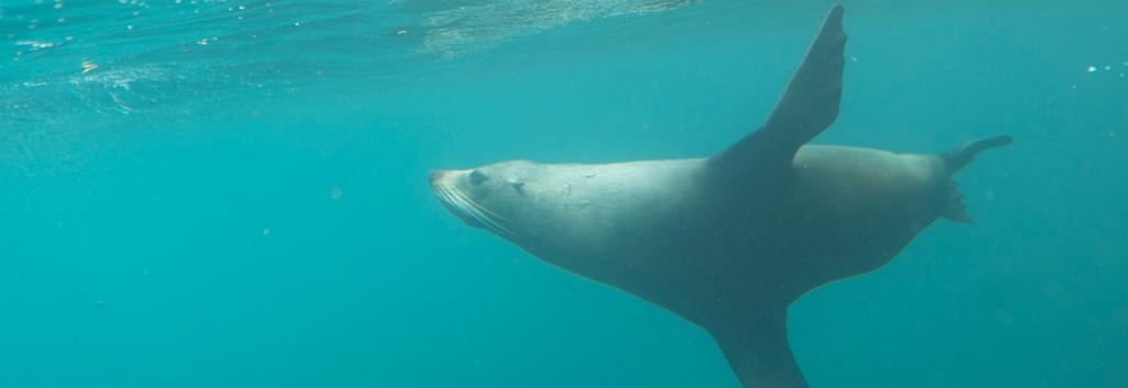 Fur seal swimming, Dunedin, New Zealand